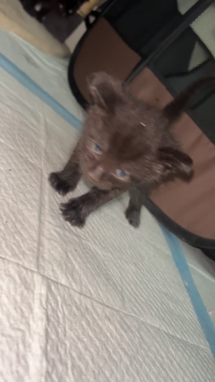 Mixed Breed cats for sale: Kittens for sale  - Video 2
