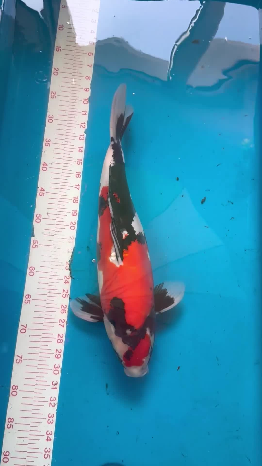 Koi Carp fish for sale: Quality Japanese Koi - Video 3