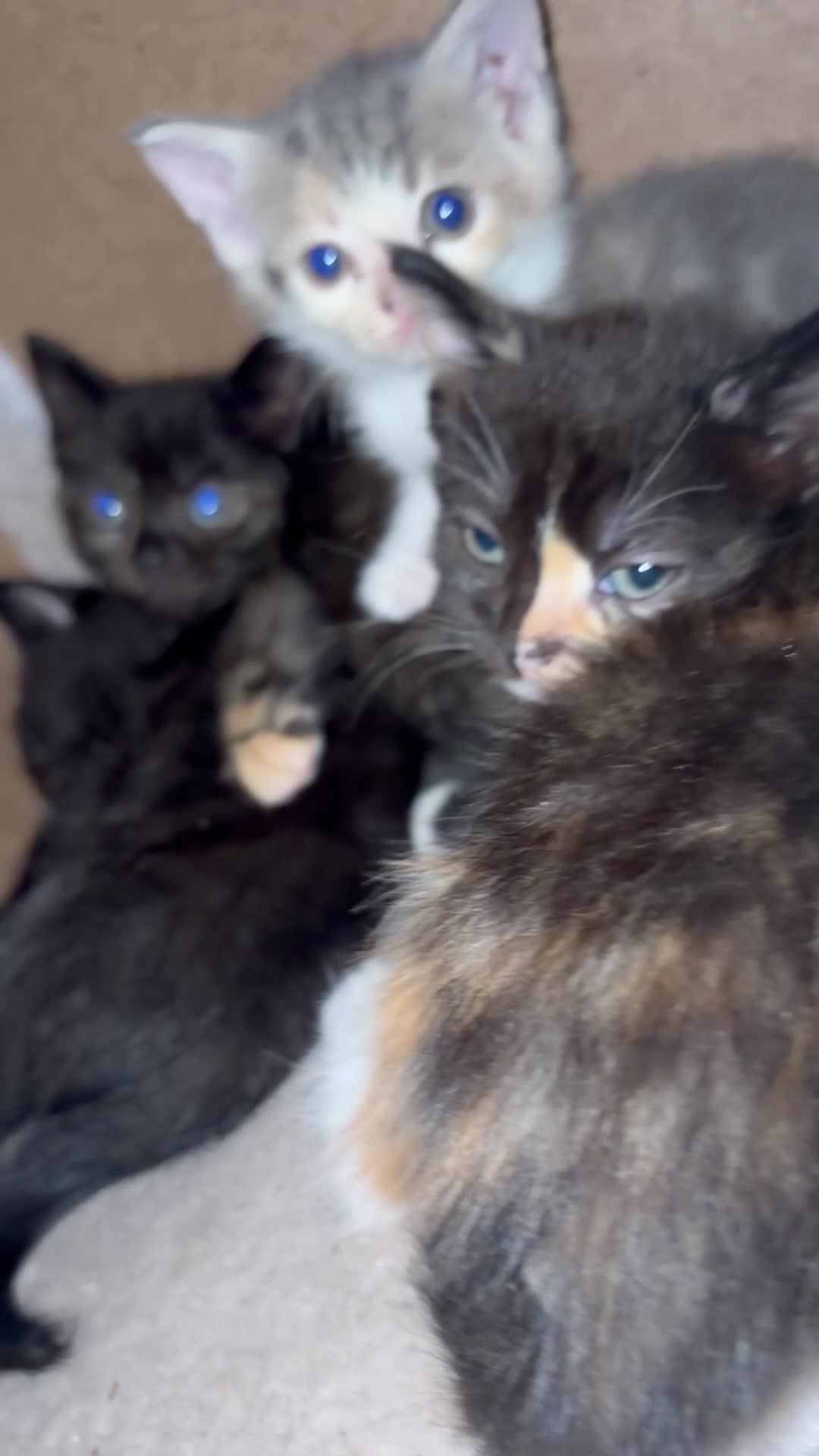 Domestic Shorthair cats for sale: 1 male 2 female kittens ready to go home - Video 2