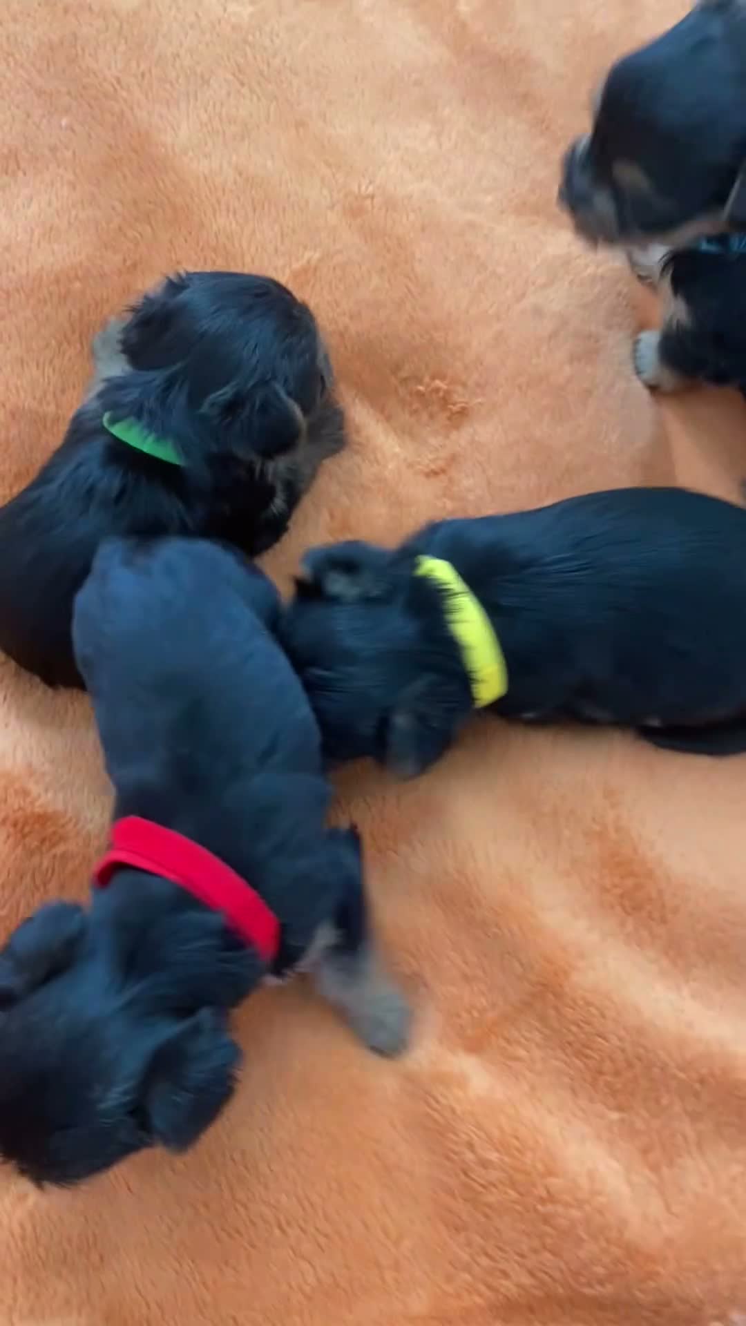Yorkshire Terrier dogs for sale: X4 Stunning Minature Yorkshire terrier puppies  - Video 2