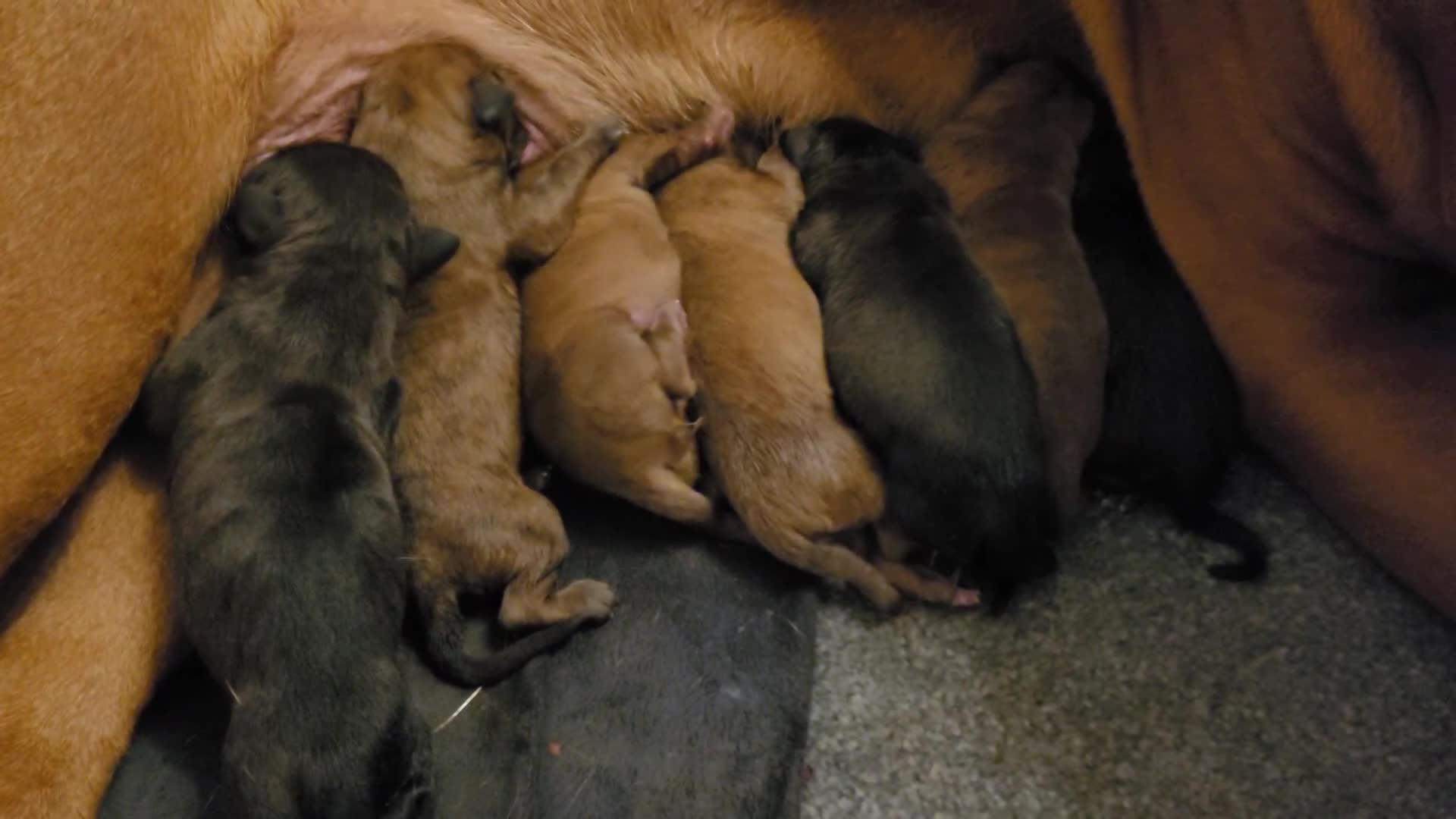 Mixed Breed dogs for sale: 7 Douge De Bordeaux X Presa Canario  - Video 1