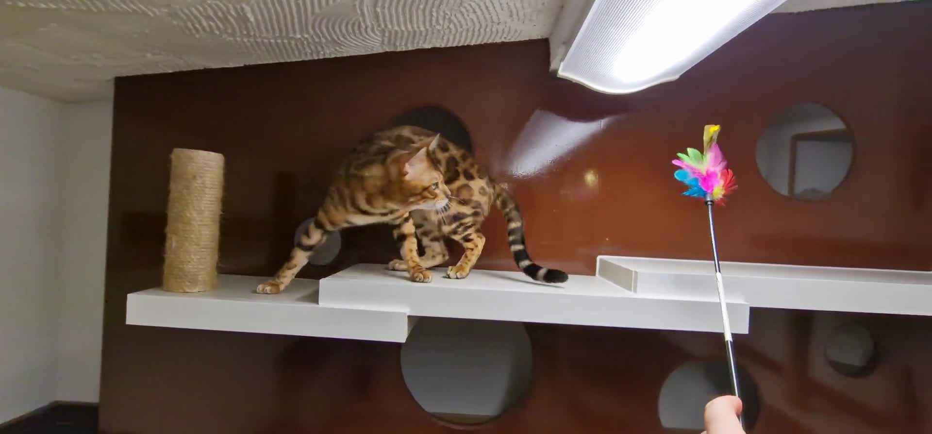 Bengal cats for stud: Bengal cat for stud, Calvin. in Peterborough - Video 1