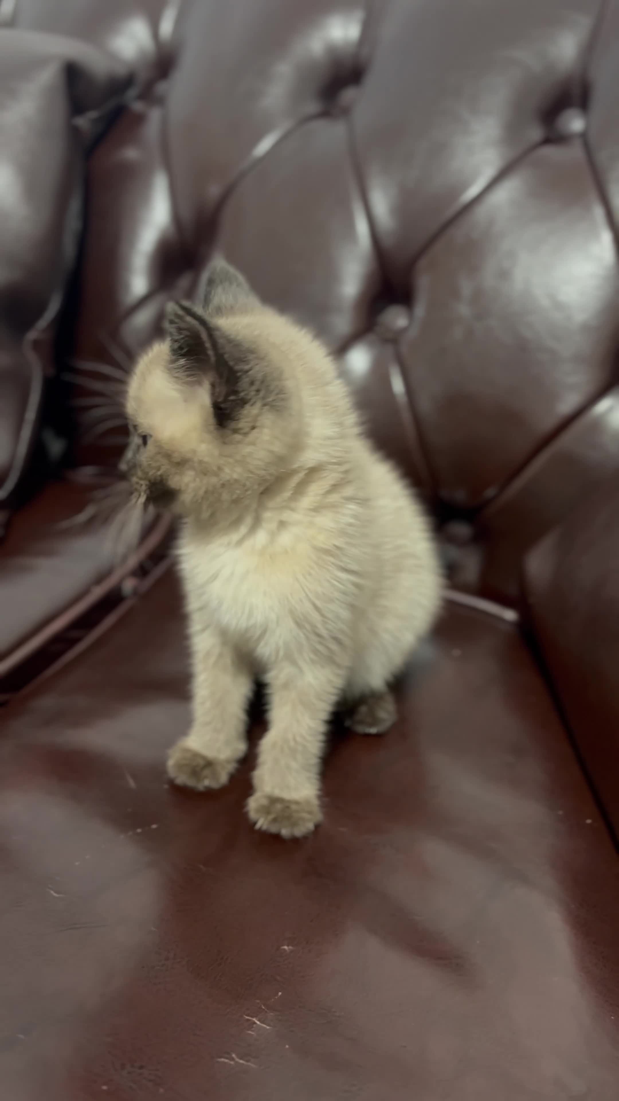 Siamese cats for sale: Purebred female Siamese kitten - Rehoming! - Video 1