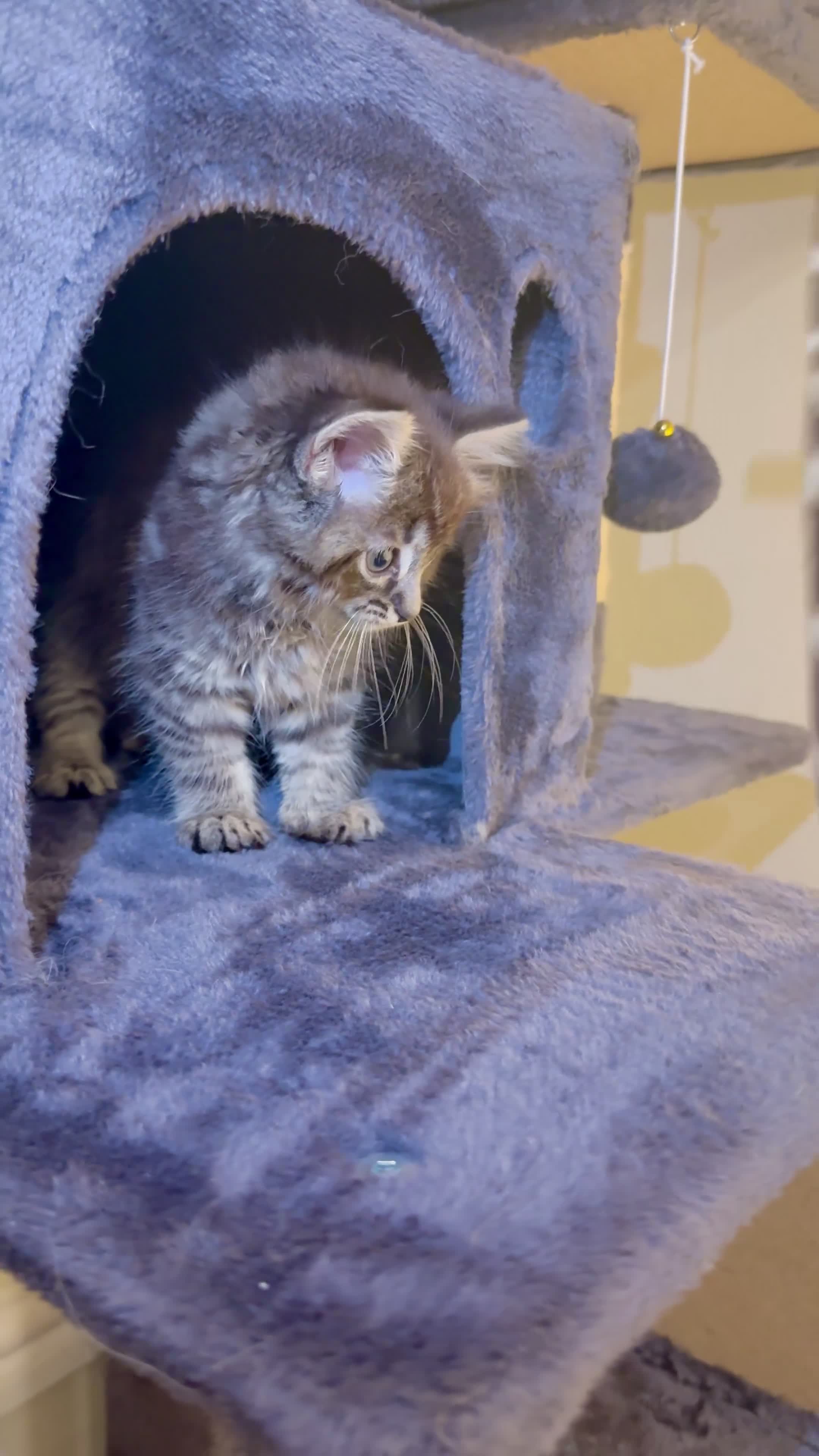 Ragdoll cats for sale: Last 1 Remaining | Stunning Mixed Ragdoll Kittens  - Video 1