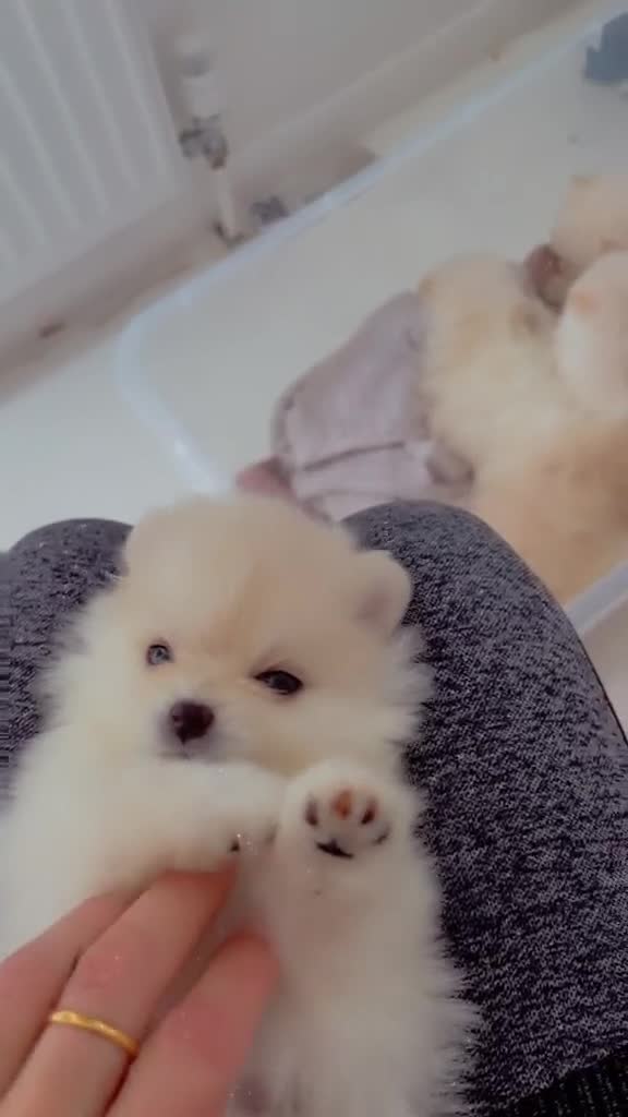 Pomeranian dogs for sale: 5 beautiful pomeranian puppy’s 💖💙 in Royston - Video 1