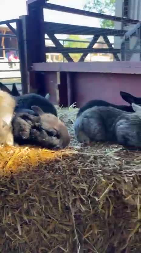 Flemish rabbits for sale: 8 Gorgeous Baby Flemish Giant Rabbits - Video 1