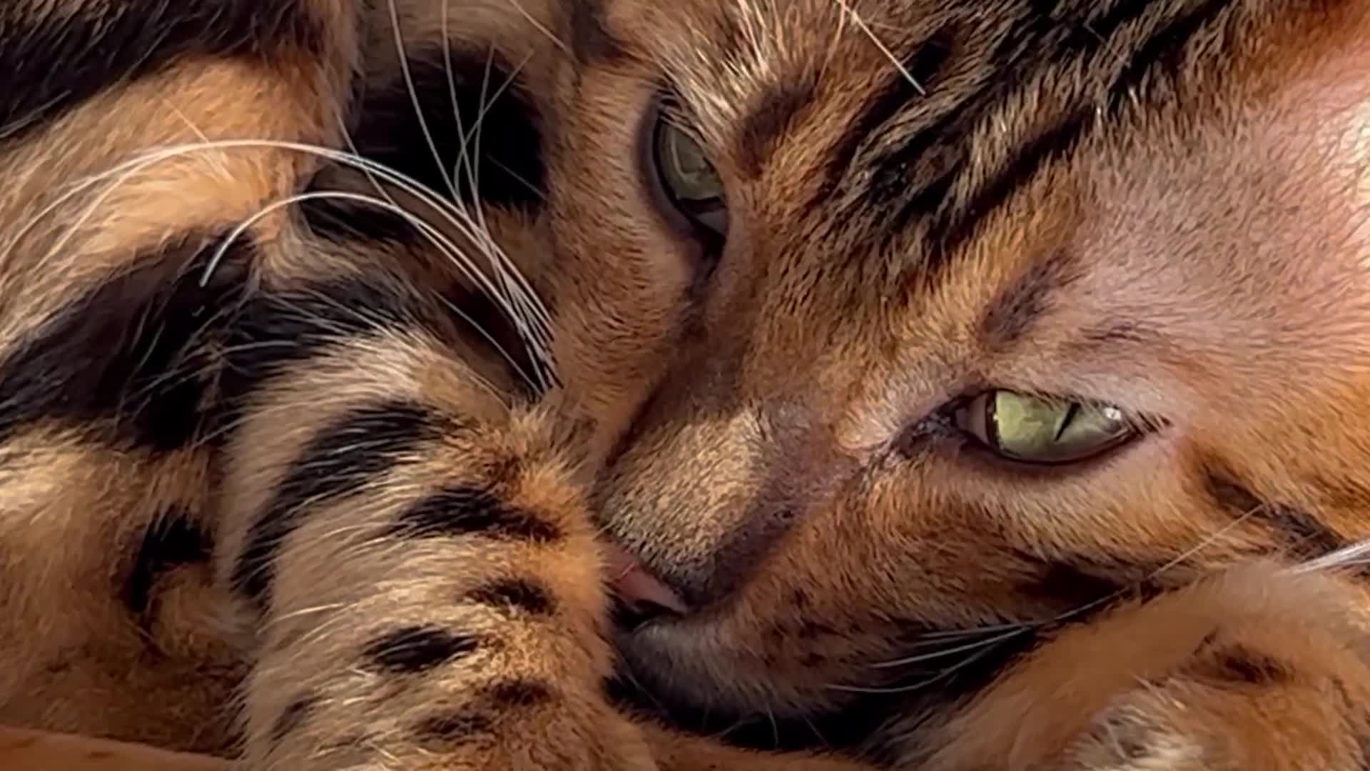 Bengal cats for sale: King is not only cat is a main character! - Video 1
