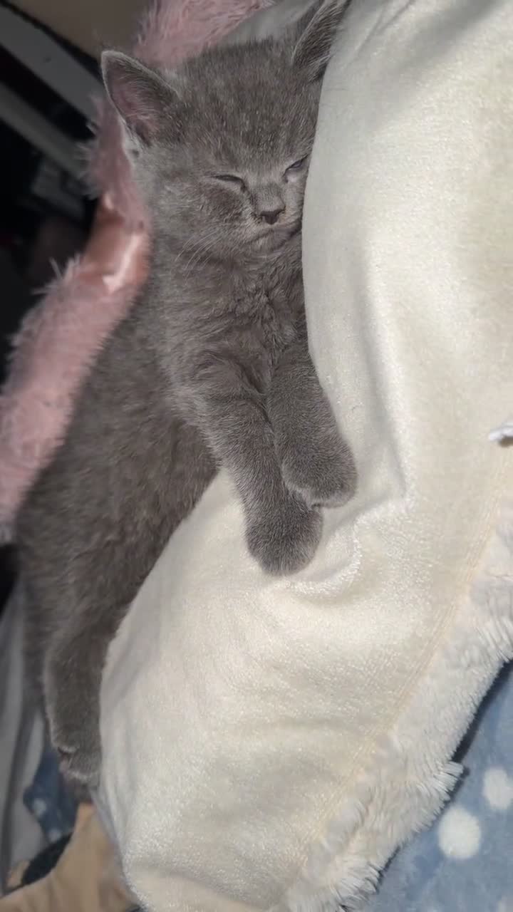 British Shorthair cats for sale: British shorthair kitten for sale - Video 1