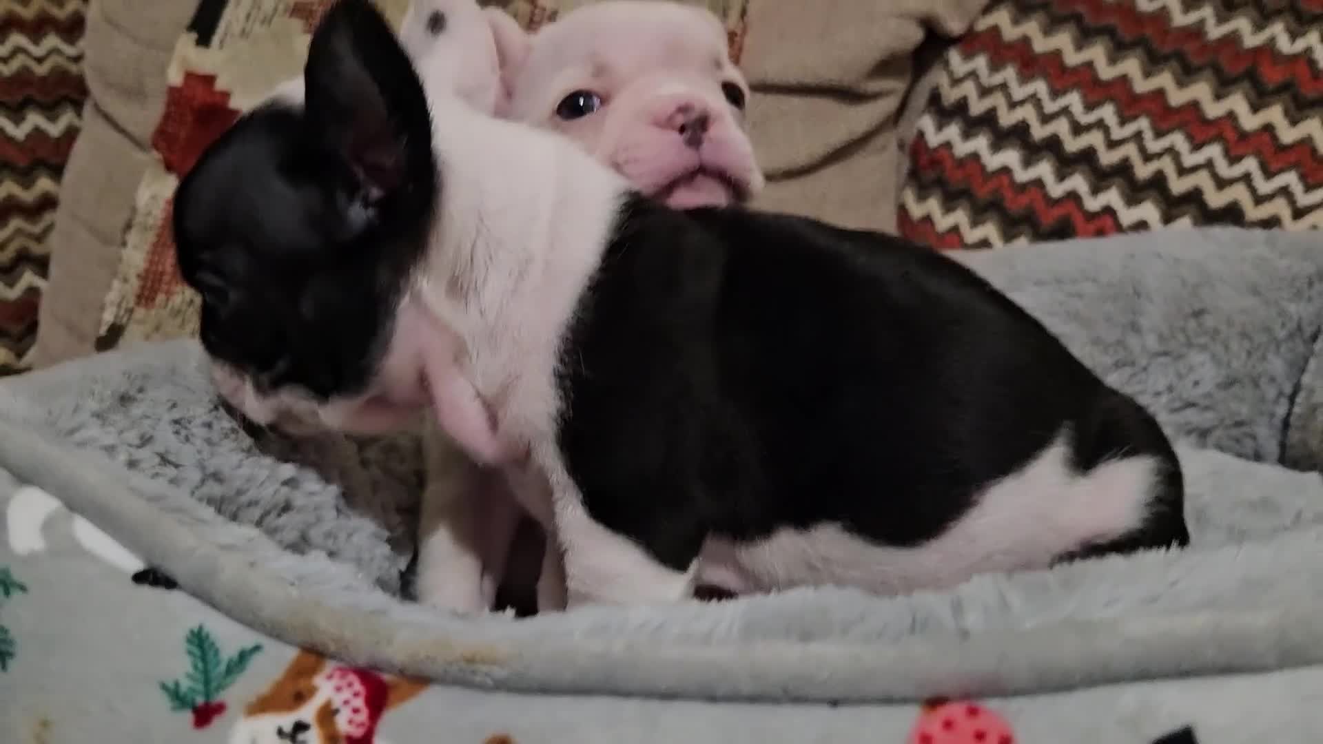 French Bulldog dogs for sale: 🩷 2 Female French Bulldog Puppies – 8 Weeks 🩷 - Video 1