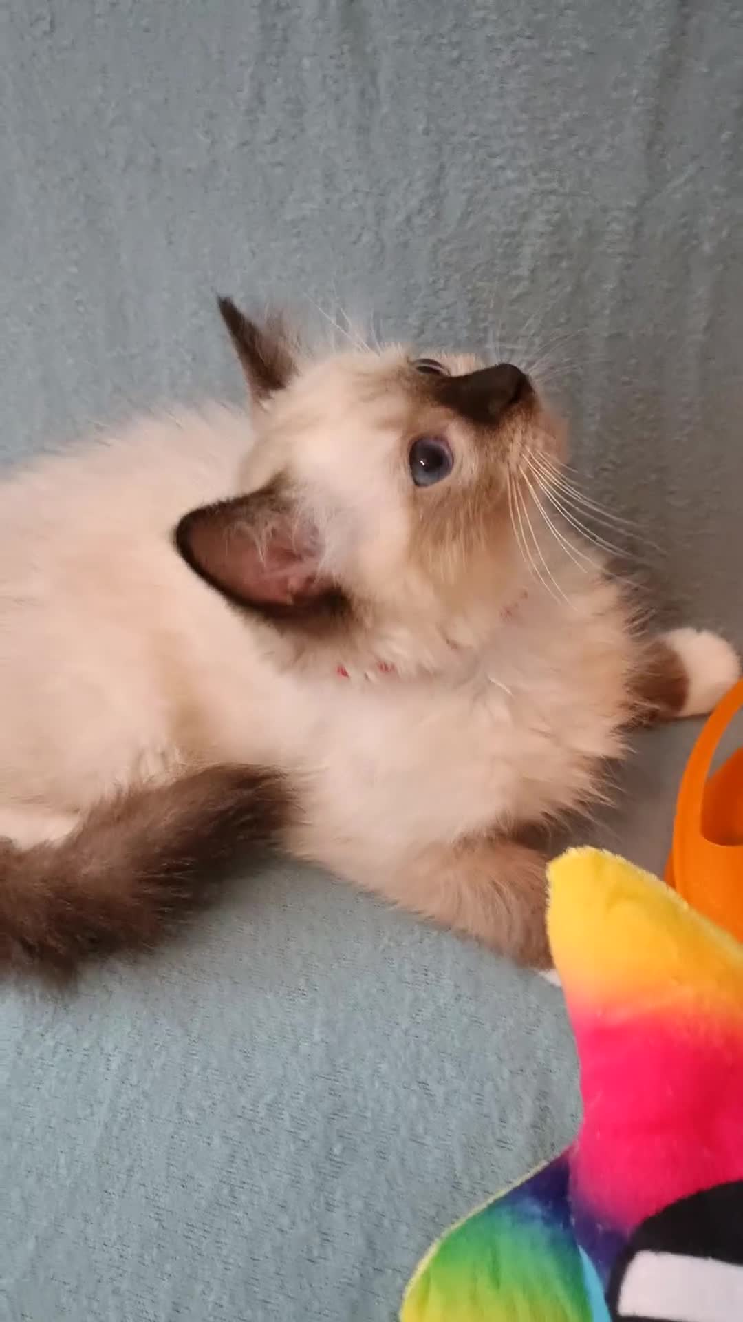 Ragdoll cats for sale: Kittens of Champion Status dad - Video 1