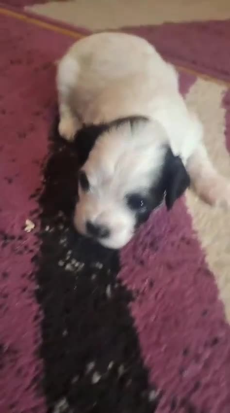 Bichon Frise dogs for sale: 4beautiful Bichon Frise puppies (3boys and 1 girl) - Video 2