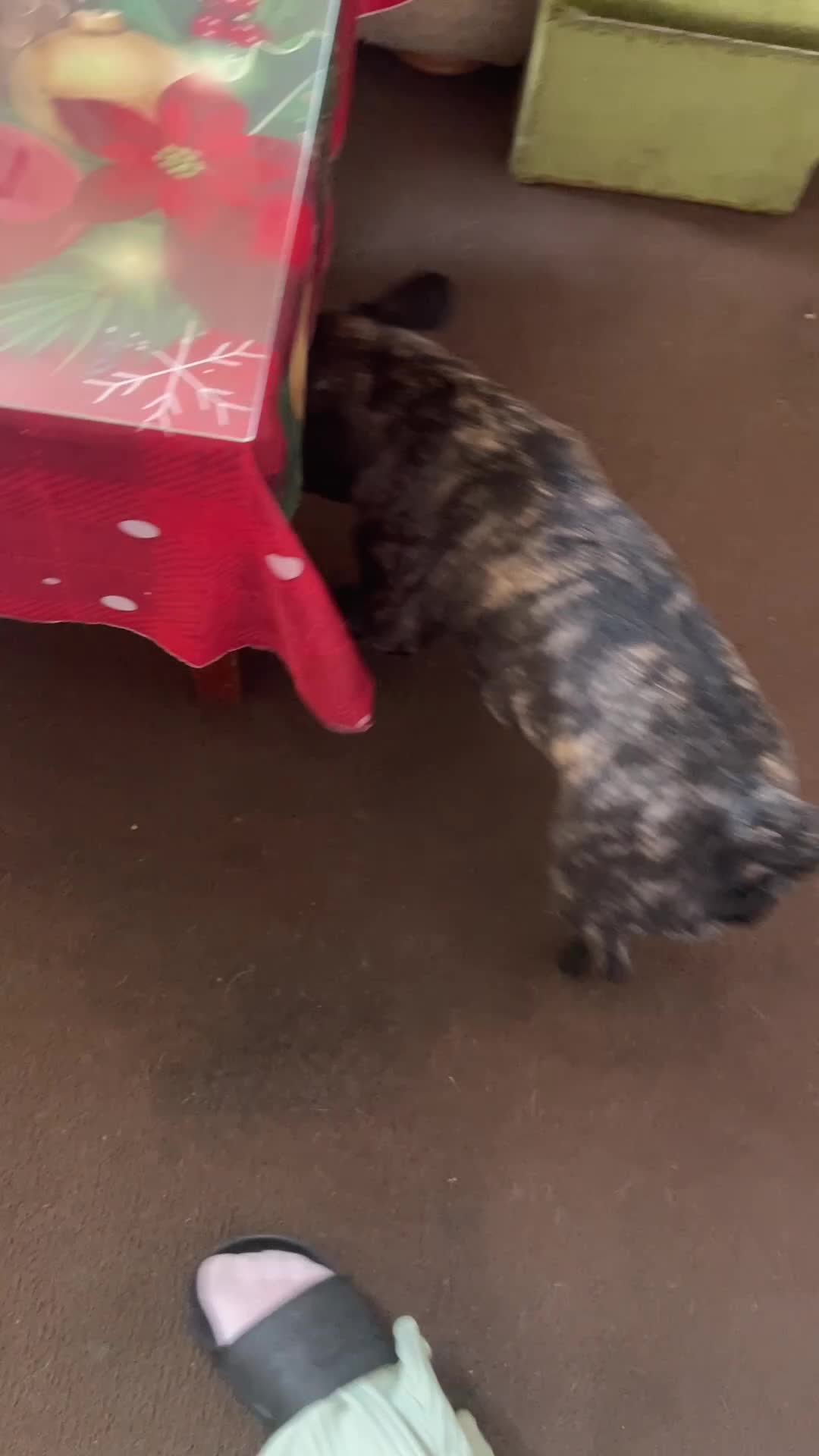 French Bulldog dogs for sale: French bulldog male  in Middlesbrough - Video 1
