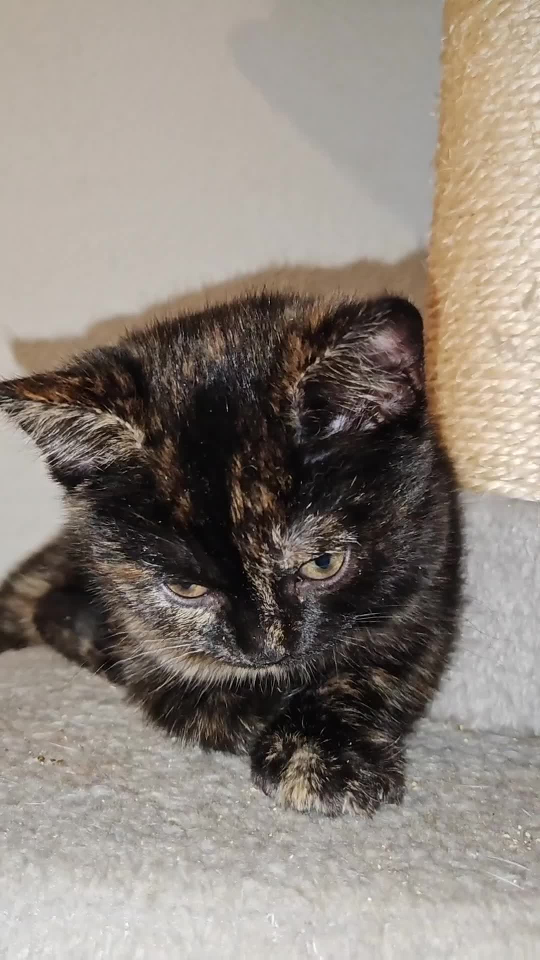 Mixed Breed cats for sale: British Shorthair Mix kittens - Ready Now - Video 3