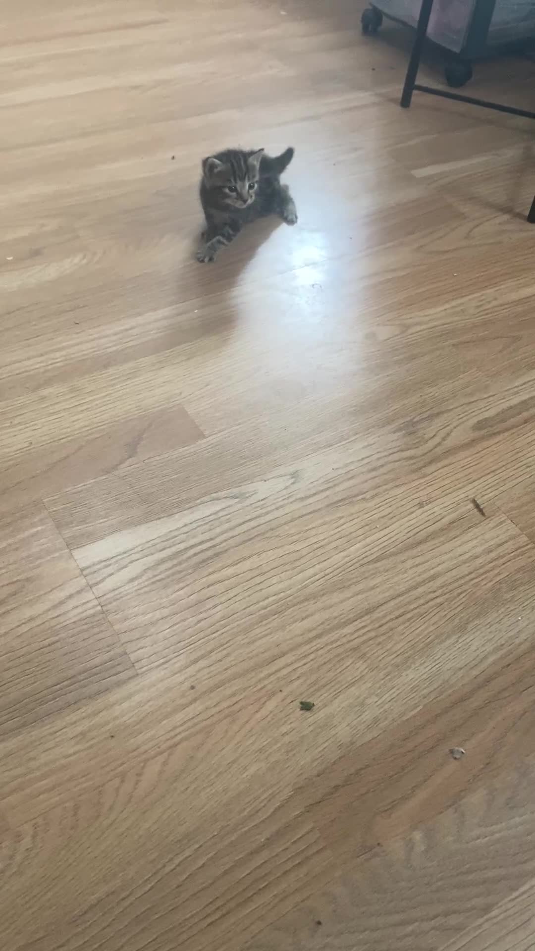 Mixed Breed cats for sale: Gorgeous Kittens - Video 1