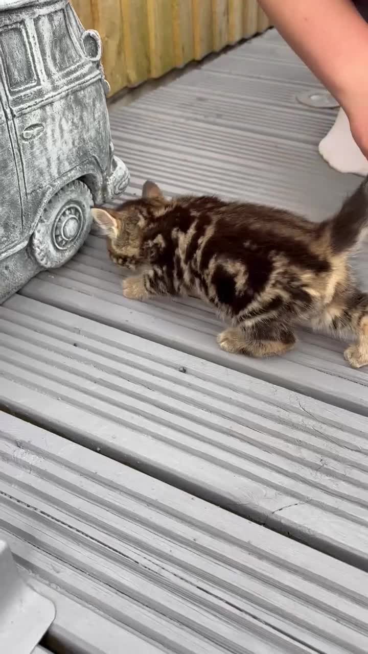 Mixed Breed cats for sale: Beautiful kittens for sale  in Nottingham - Video 1