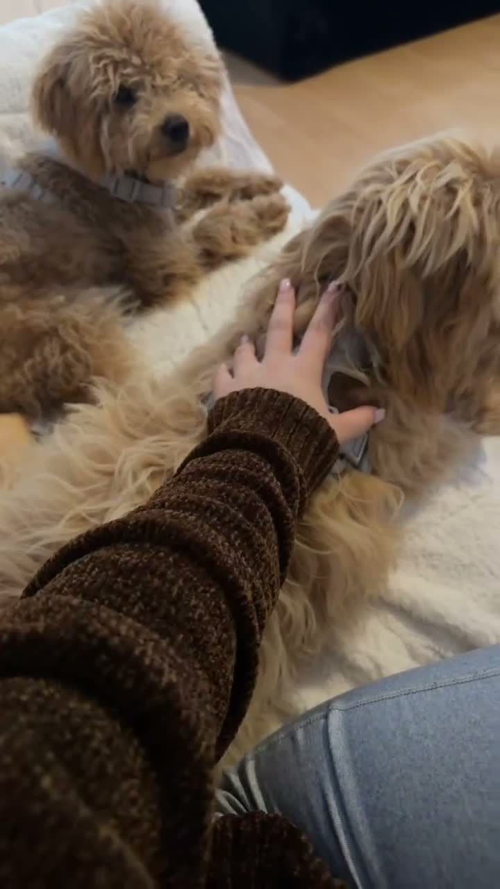 Cockapoo dogs for sale: Cockapoo - Video 2