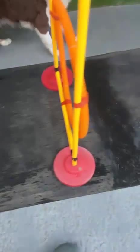 Border Collie dogs for sale: Border Collie Boy Seeking Loving Home in Manchester - Video 1