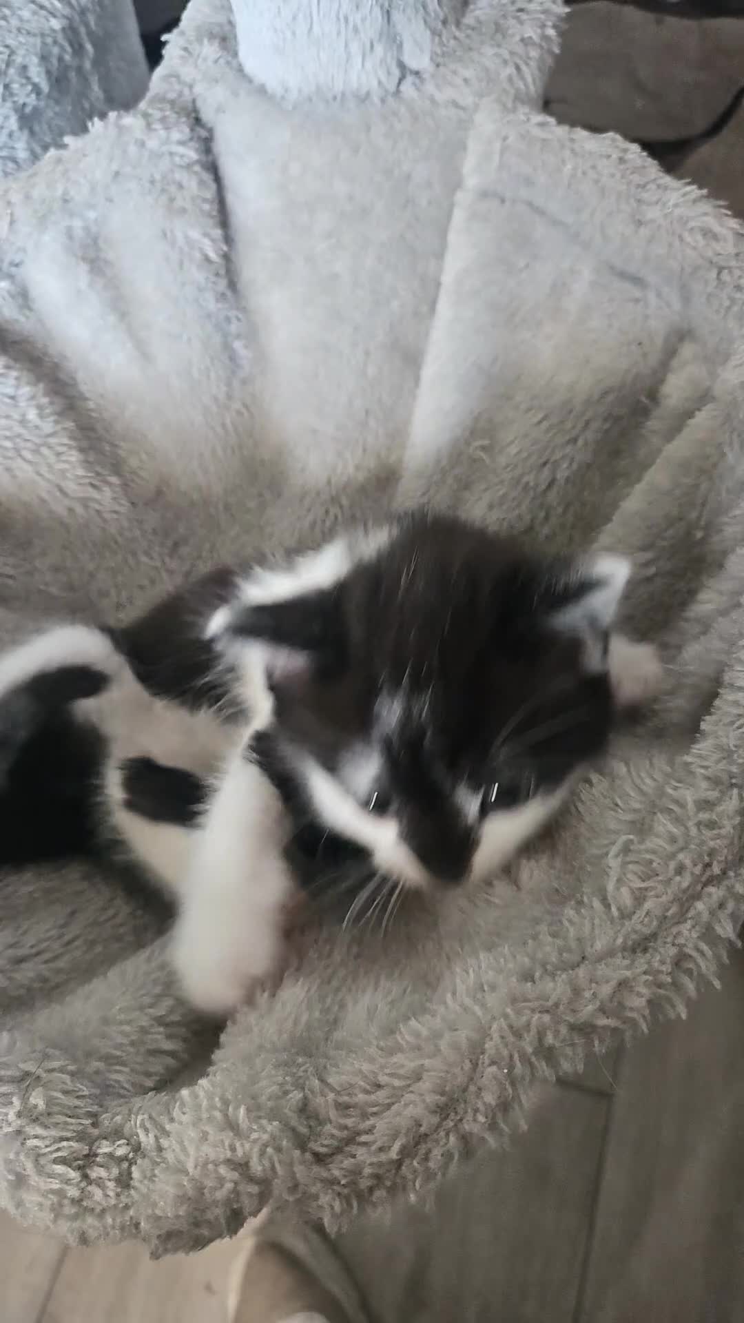 Russian Blue cats for sale: Russian blue mix  - Video 1