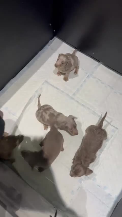 Miniature Dachshund dogs for sale: Mini dachshunds - Video 1