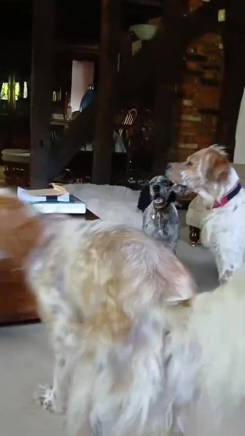 Mixed Breed dogs for adoption: RESERVED - Rafa, English Setter/Boxer cross in Bishop's Stortford - Video 5