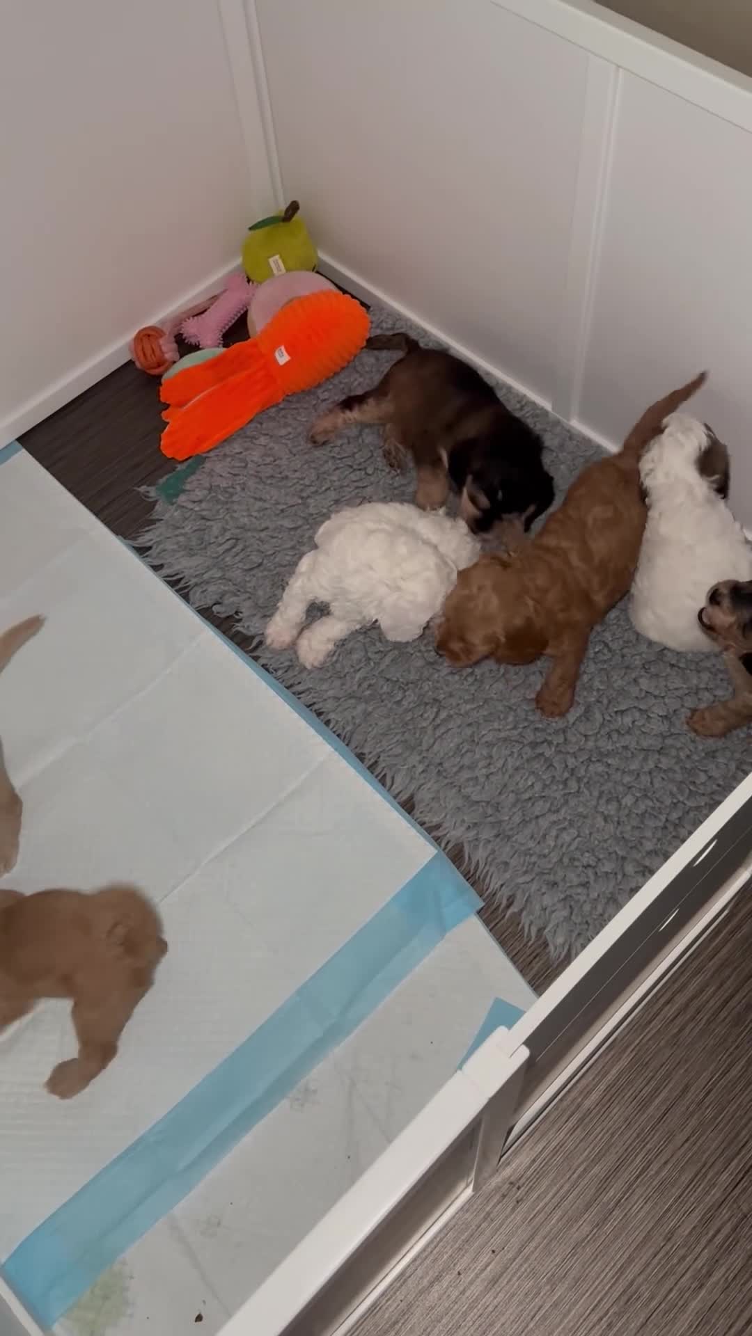 Labradoodle dogs for sale: Beautiful Aussie labradoodles  - Video 2