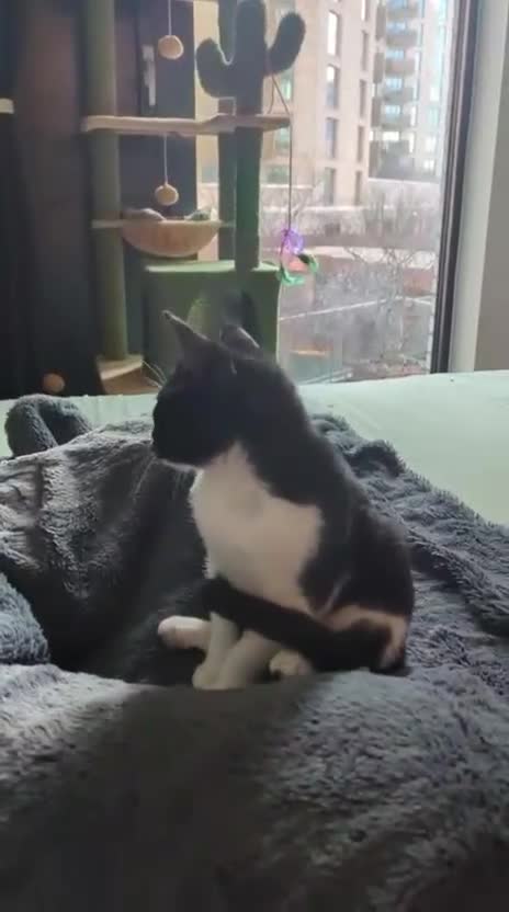 Mixed Breed cats for adoption: DAISY - SOFT GENTLE SPAYED KITTEN USED TO DOG - Video 2