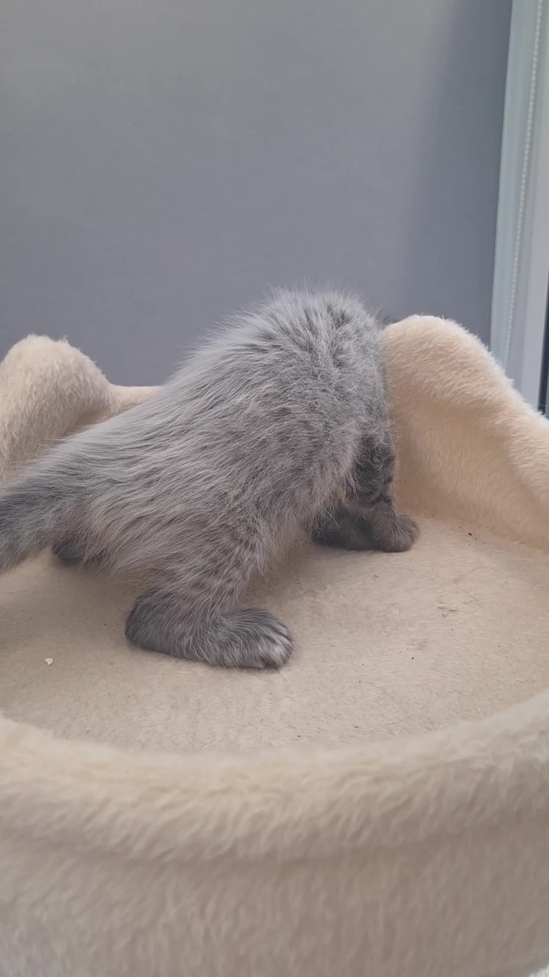 Maine Coon cats for sale: Mainecoon kittens some Polydactyl  - Video 3