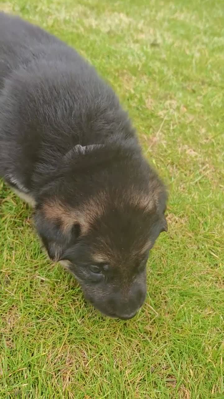 German Shepherd dogs for sale: German Shepherd puppies - Video 5
