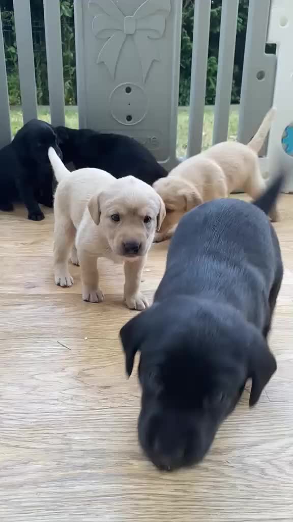 Labrador Retriever dogs for sale: FTCh Gunnerspeg Gambler × Greenbriar Tanzanite - Video 1