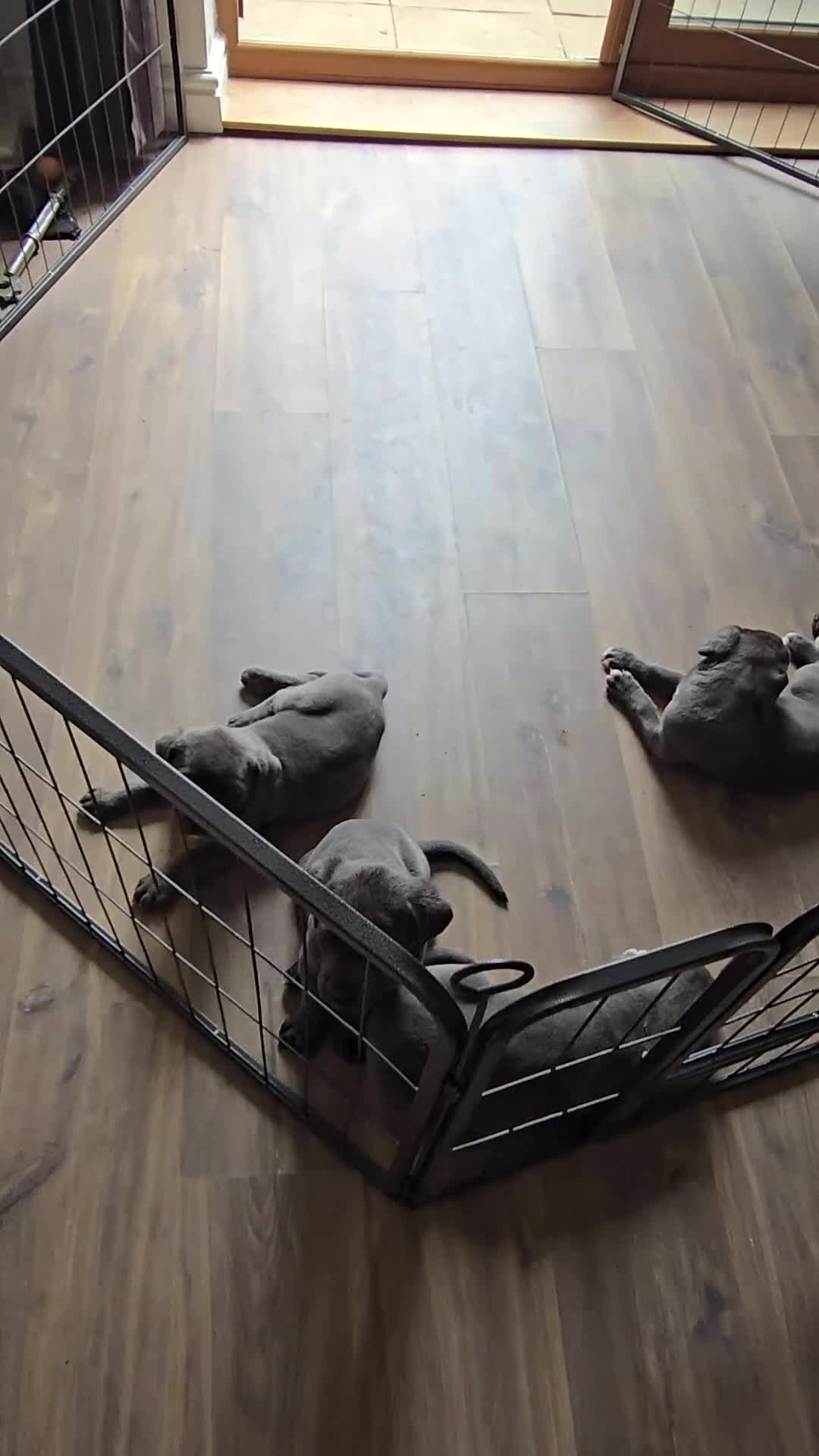 Cane Corso dogs for sale: CANE CORSO. Ready to leave now - Video 1