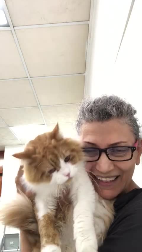 Mixed Breed cats for adoption: ASTRO -BIG BOY CALM NEUTERED AFFECTIONATE  - Video 1