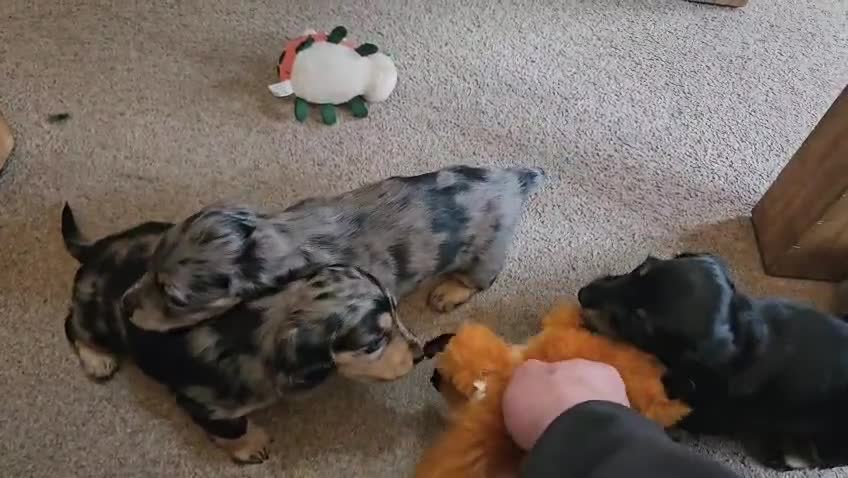 Miniature Dachshund dogs for sale: Beautiful Miniatures  in Manchester - Video 2