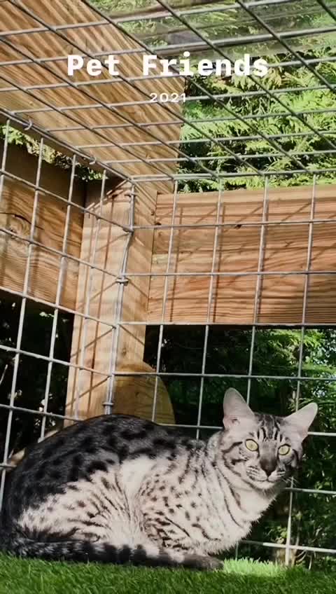 Savannah cats for stud:  silver spotted in Wickford - Video 1