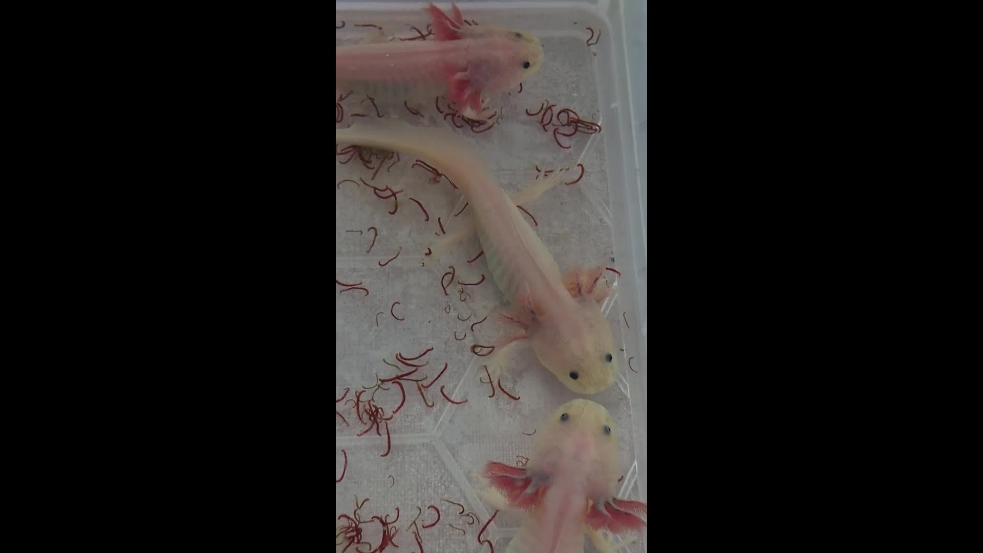 Axolotl reptiles for sale: Axolotls - Video 1