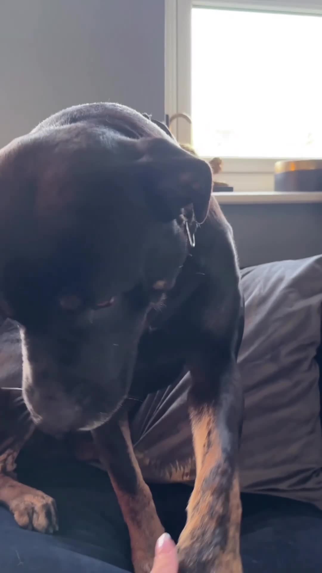 Mixed Breed dogs for sale: Italian Mastiff / Cane Corso Boerboel male  - Video 1