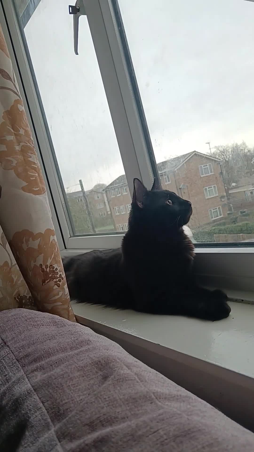 Norwegian Forest Cat cats for sale: Norwegian forest x in Basingstoke - Video 1