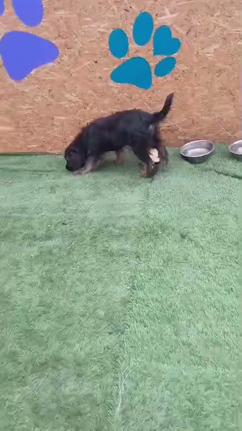 Mixed Breed dogs for adoption: 🐾🌸 MIA – A GENTLE GIRL WITH A BEAUTIFUL SOUL🌸🐾 - Video 3