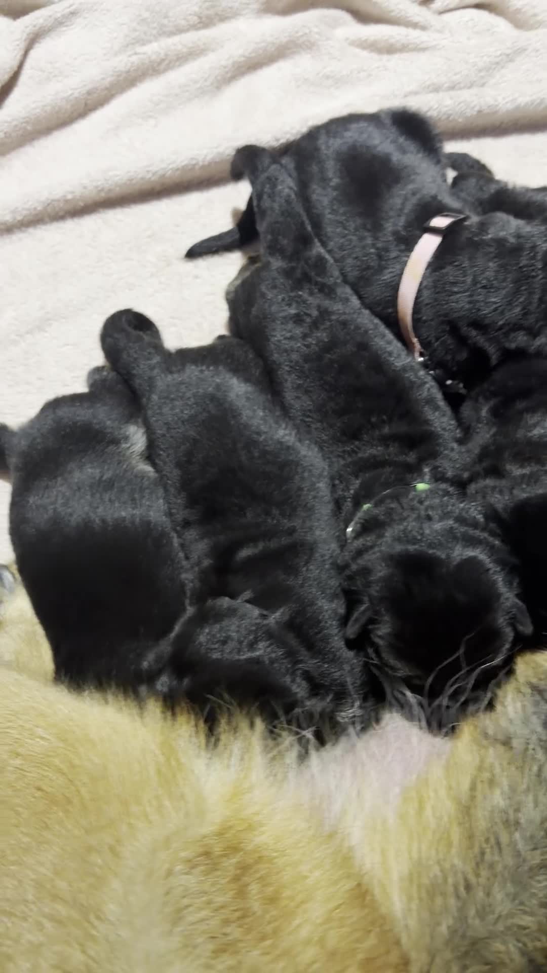 German Shepherd dogs for sale: Stunning GSD puppies by champion dog  - Video 4