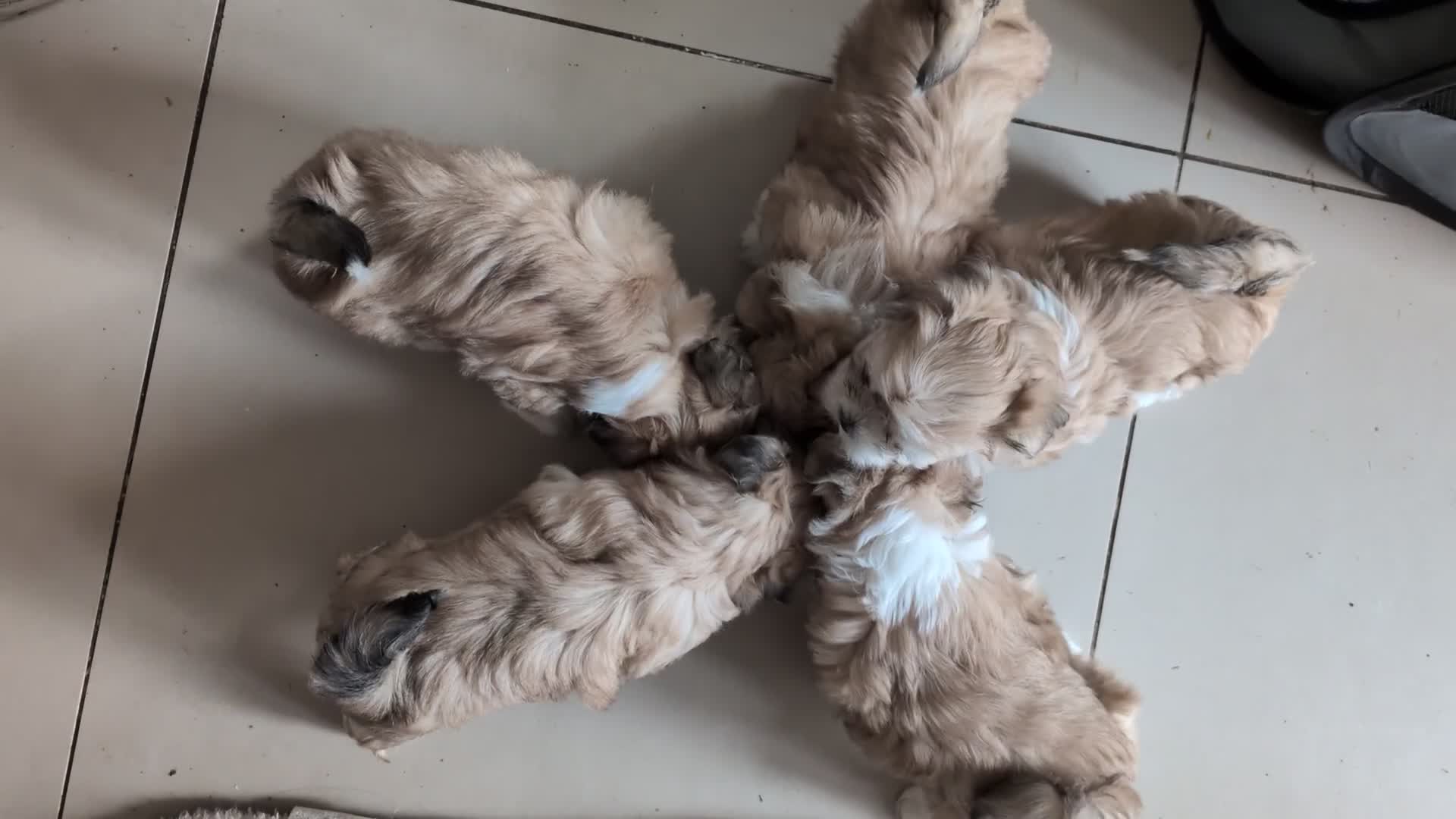 Mixed Breed dogs for sale: Lhasa Apso puppies in Kent - Video 1