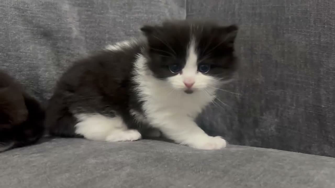 Ragdoll cats for sale: Stunning 3/4 Ragdolls Kittens - Video 2
