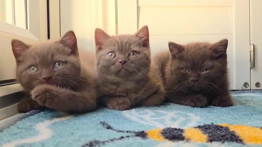 British Shorthair cats for sale: Chocolate & Cinnamon ⭐ British Shorthair Kittens  - Video 2