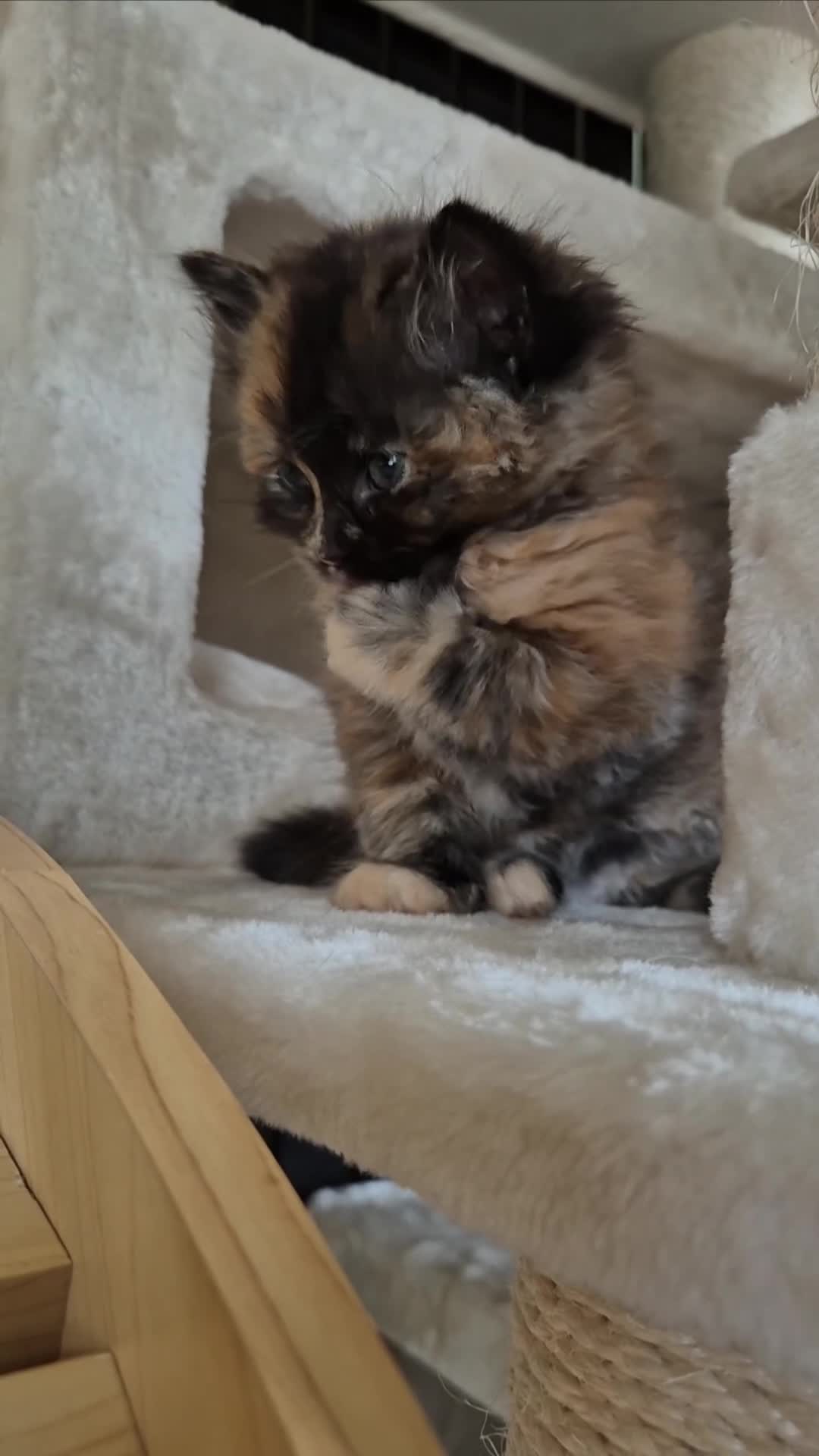 Mixed Breed cats for sale: Siberian x Ragdoll x Domestic kittens  - Video 3