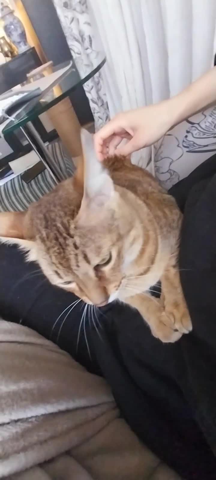 Savannah cats for sale: Archie - Video 1