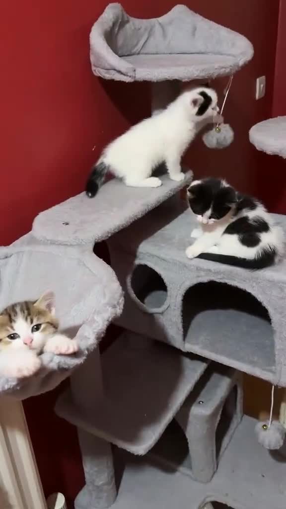 Turkish Van cats for sale: Kittens For Sale  in London - Video 2