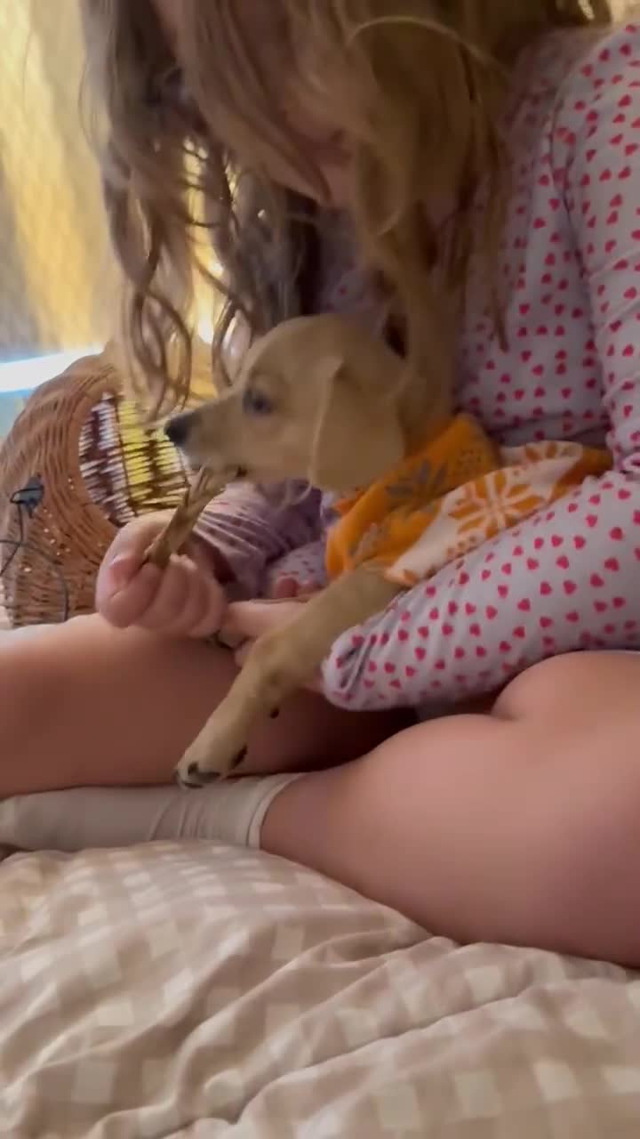 Mixed Breed dogs for adoption: Rusty the tiny cuddle monster  - Video 2