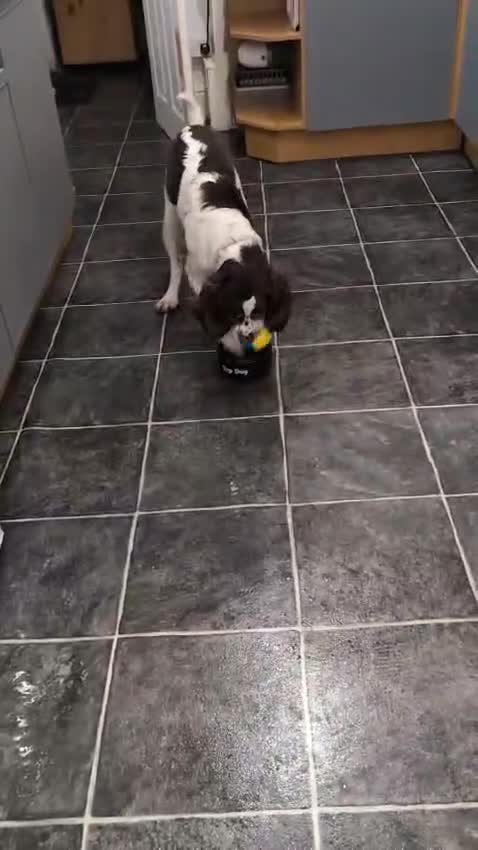 English Springer Spaniel dogs for adoption: 💙Tommy💙 2 yo Affectionate Lively Friendly boy in Gainsborough - Video 4