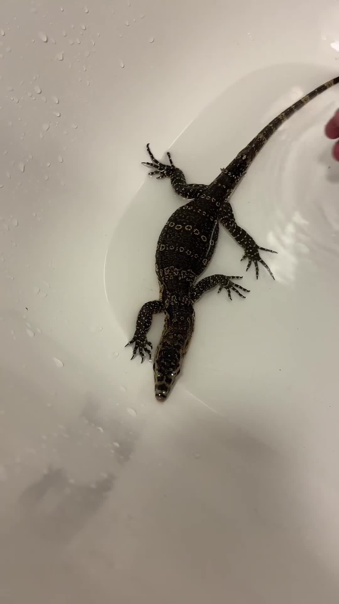 Monitor reptiles for sale: Baby Asian water monitor  - Video 1