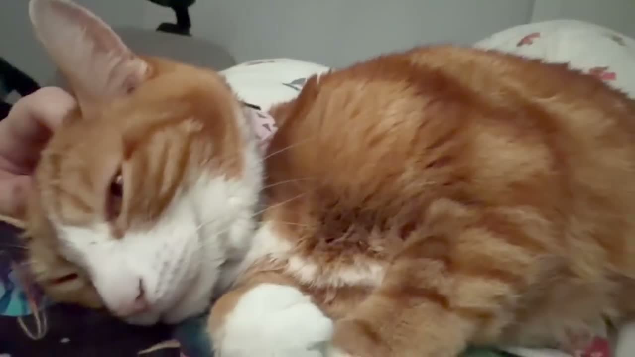 Mixed Breed cats for sale: Marla  - Video 3