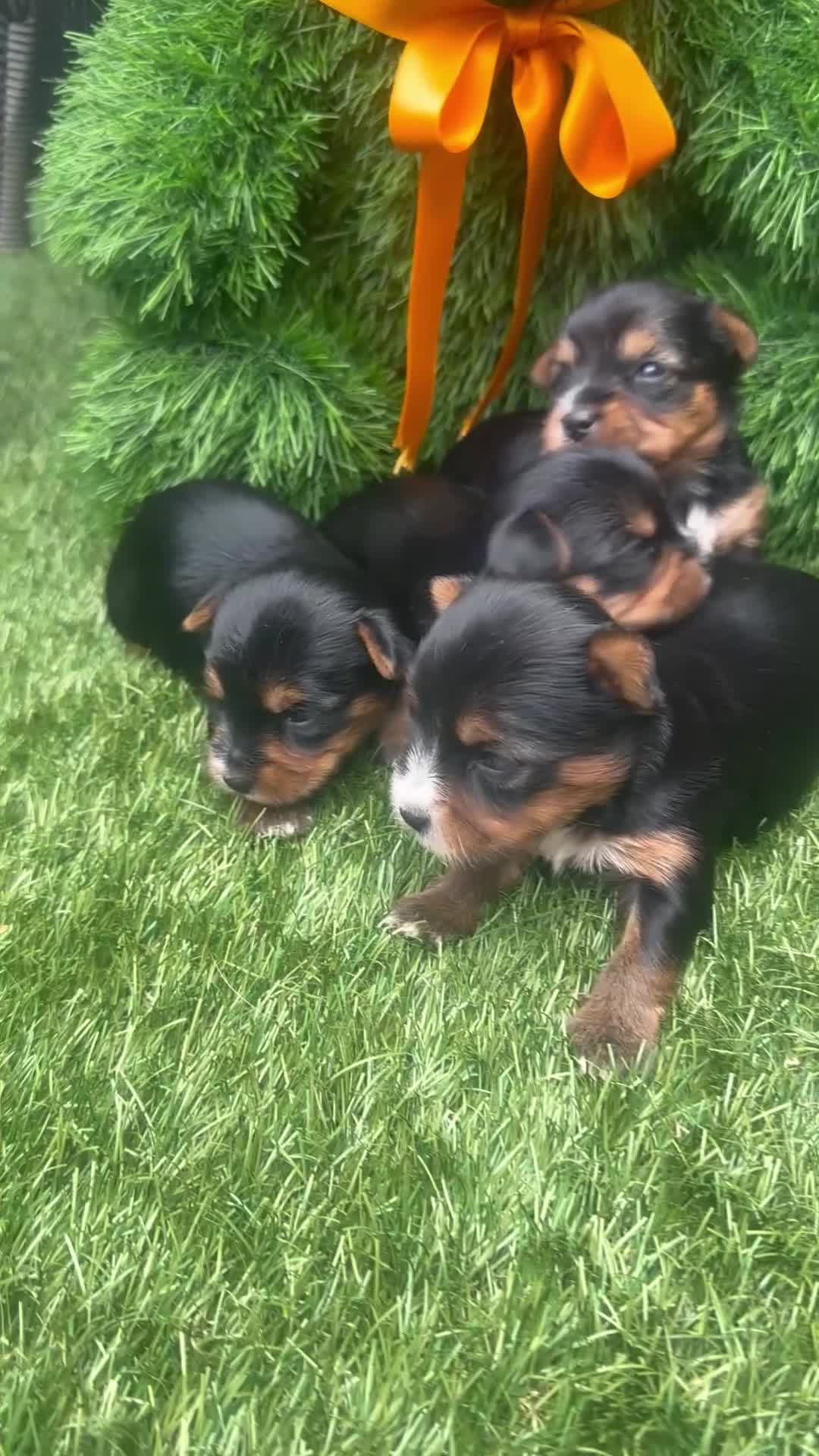 Yorkshire Terrier dogs for sale: Yorkie Buer - Video 2