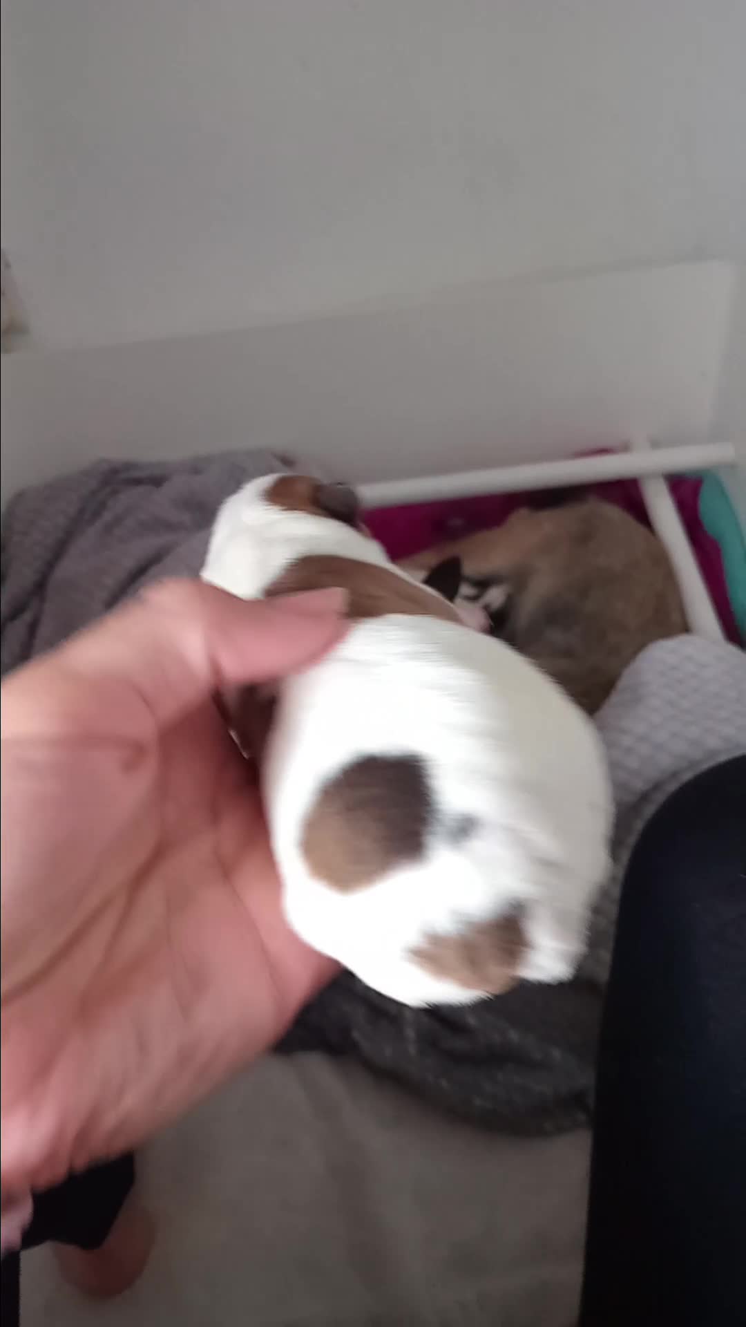 Patterjack dogs for sale: Patterjack/jackrussel - Video 3